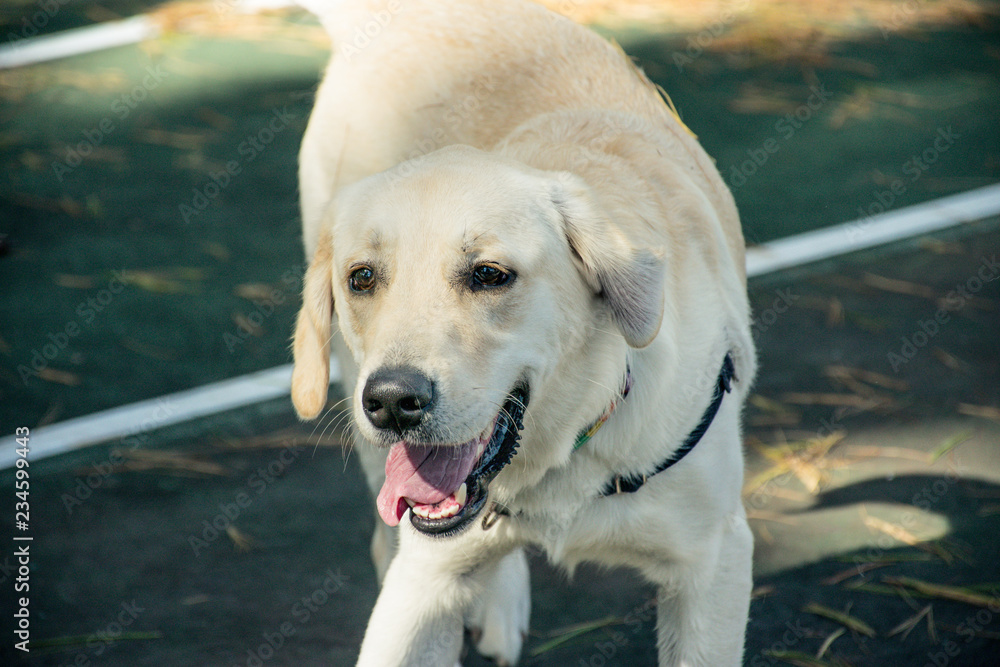 Golden Lab Happy Golden Lab Happy
