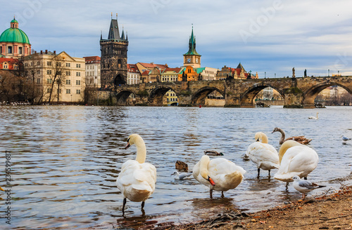 Charles bridge and swans on Vltava river in Prague Czech Republic