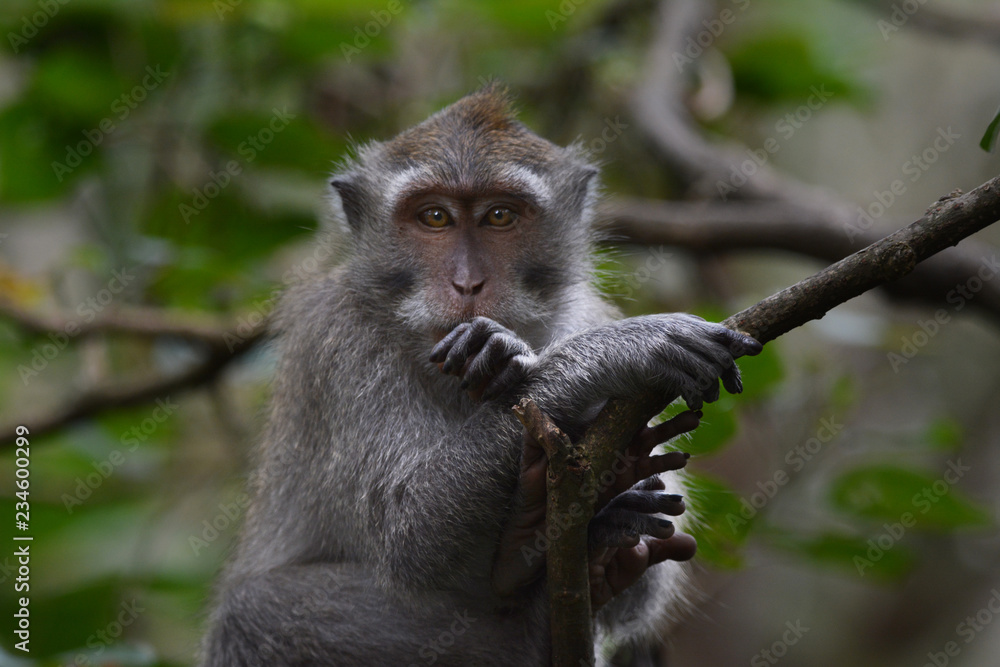 Fototapeta premium Long-tailed Macaque