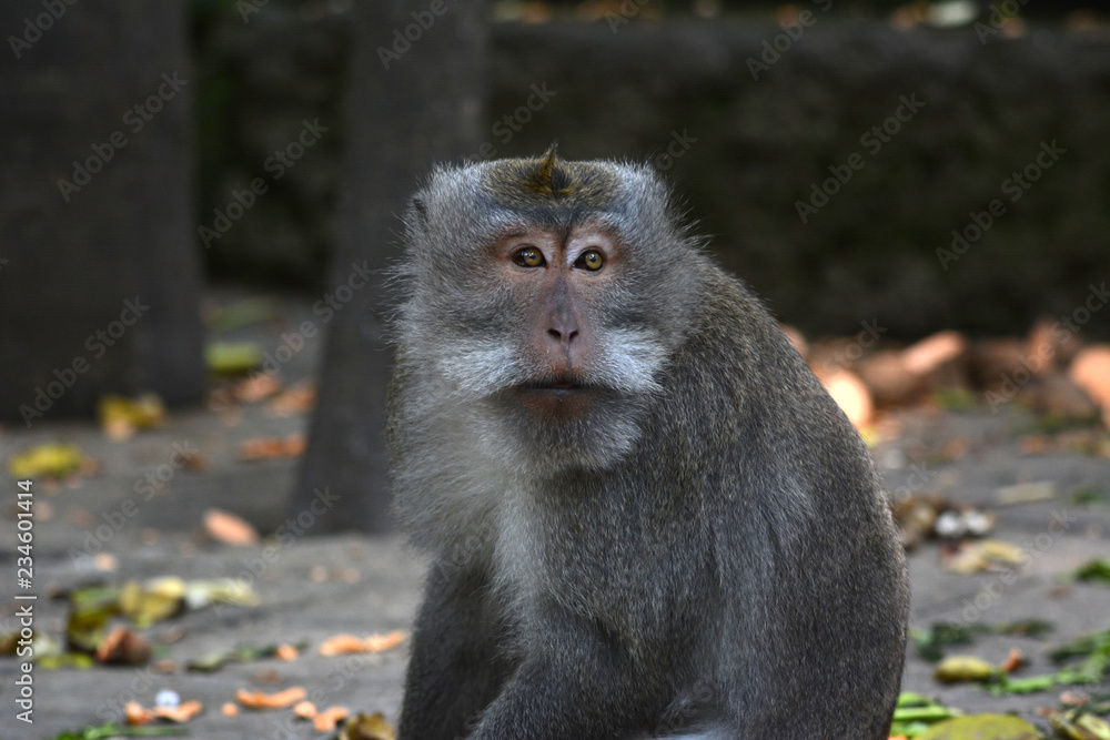Fototapeta premium Long-tailed Macaque