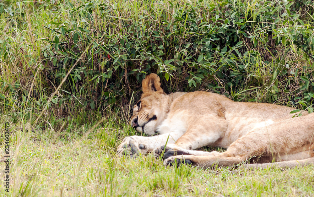 Lioness in the jungle of Kenya on a cloudy day Lioness in the jungle of Kenya on a cloudy day