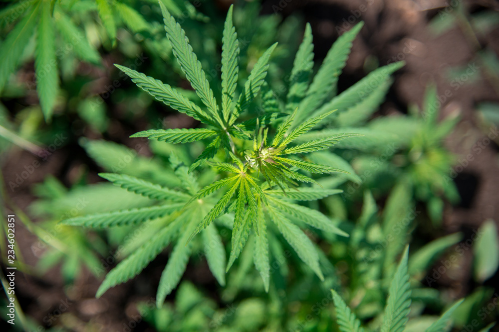 plant bush cannabis marijuana leaves top view - selective focus, copy space plant bush cannabis marijuana leaves top view - selective focus, copy space