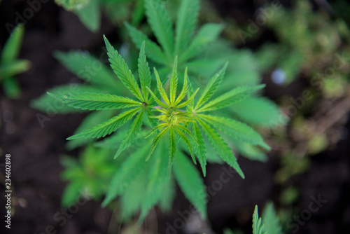 plant bush cannabis marijuana leaves top view - selective focus  copy space