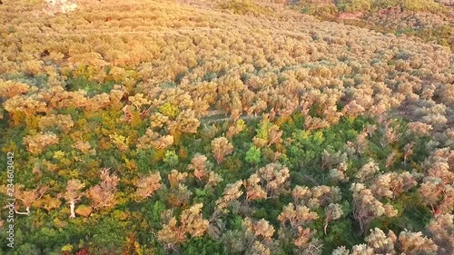 Wallpaper Mural Olive plantation field. Air view of olive trees. Olive groves. Olive farm Torontodigital.ca