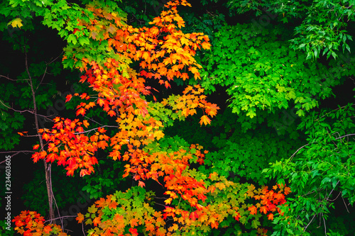 Autumn leaves in Quebec