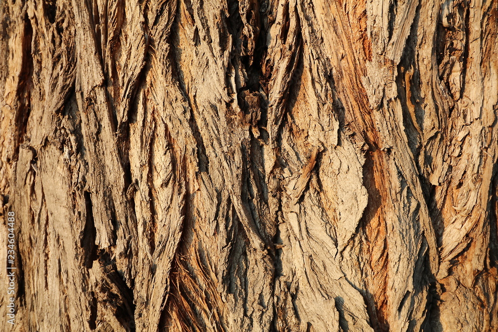 Obraz premium Close-up of tree bark texture detailed colorful interesting backgrounds
