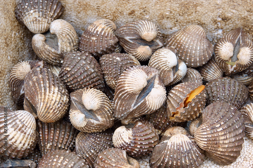 Fresh raw sea cockles clams display for sale at seafood market or Thai street food Fresh raw sea cockles clams display for sale at seafood market or Thai street food