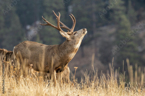 Mule Deer Buck Flehmen Response