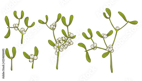 Mistletoe. Vector set of mistletoe sprig isolated on white background for Christmas cards and decorative design