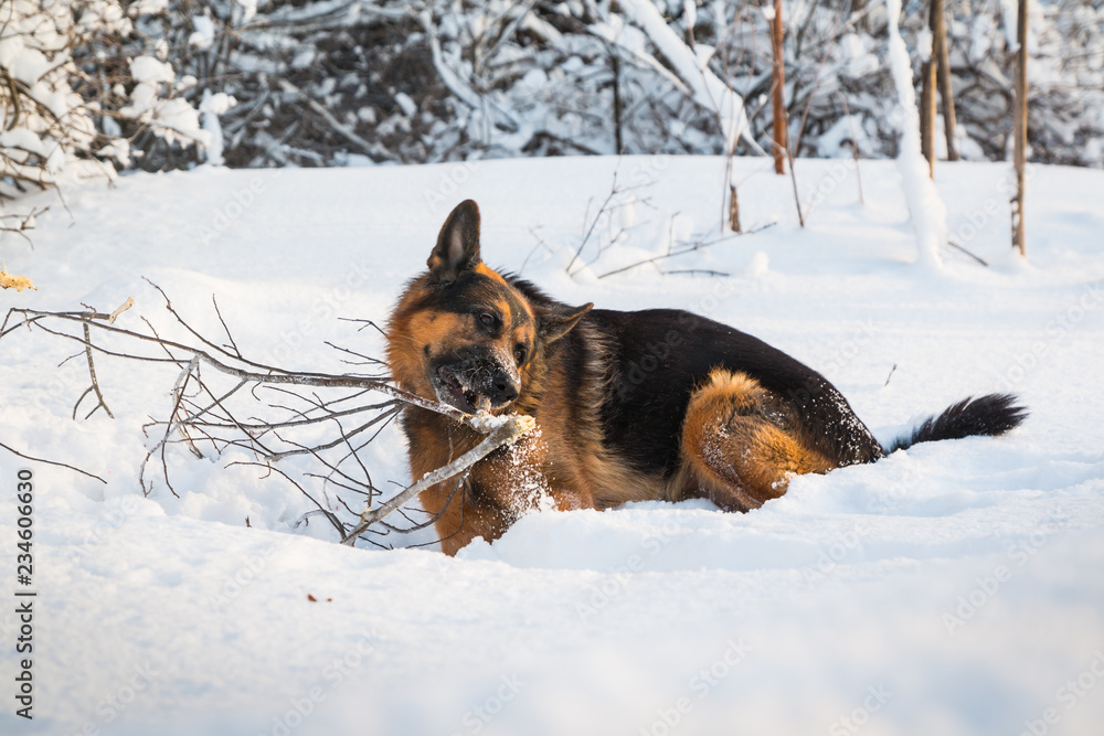 Dog German Shepherd in a winter day Dog German Shepherd in a winter day