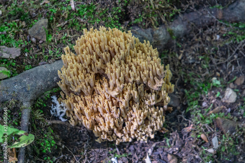 Coral of the Land