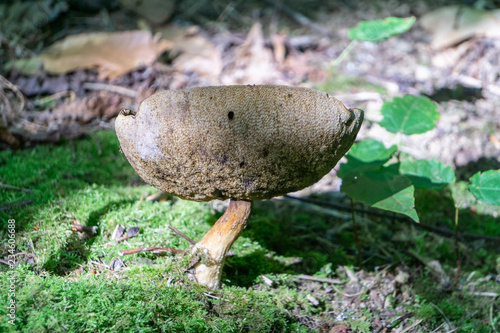 inverted mushroom on the sunny forest floor