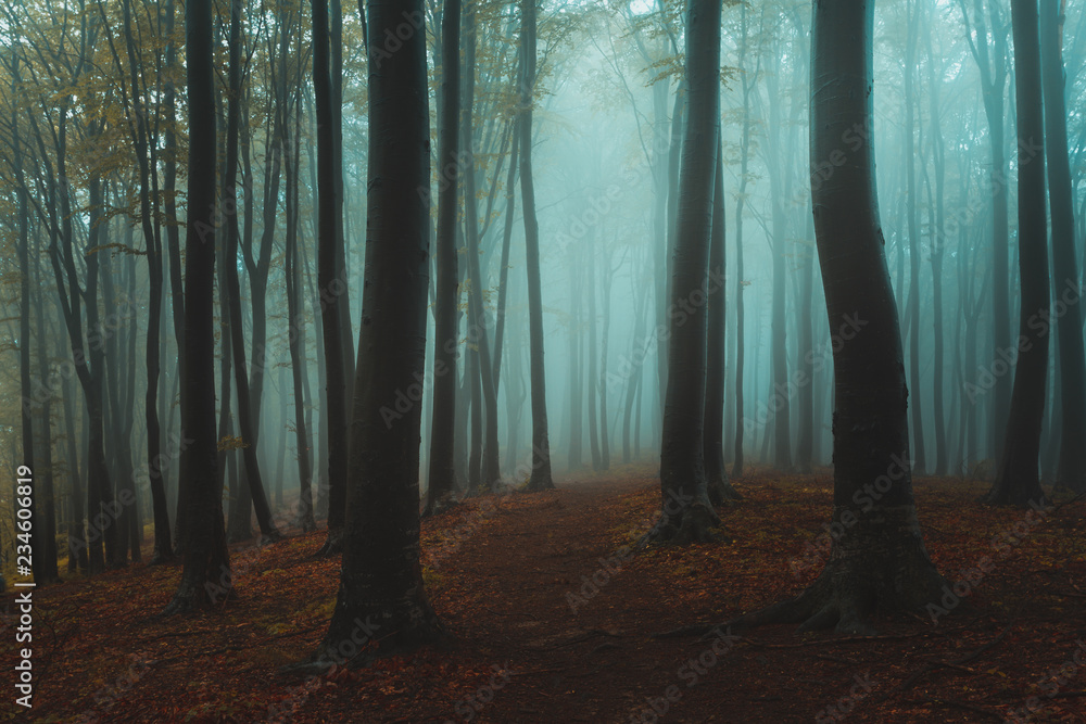 Fototapeta premium Dark tree silhouettes in foggy forest