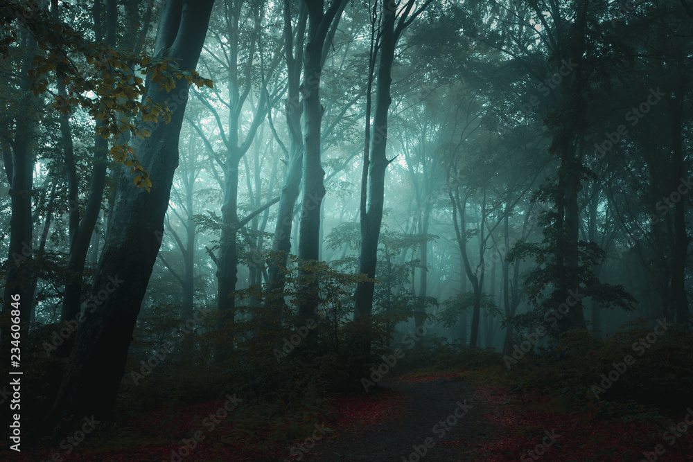 Fairy tale trail in foggy forest. Autumn morning in the woods Fairy tale trail in foggy forest. Autumn morning in the woods