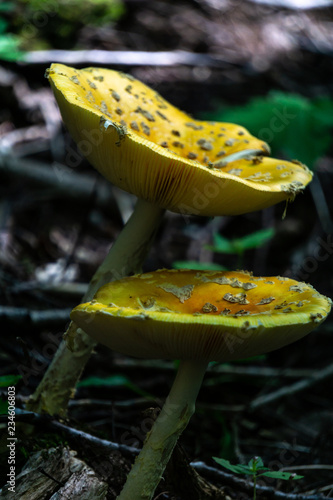 mushrooms in the forest