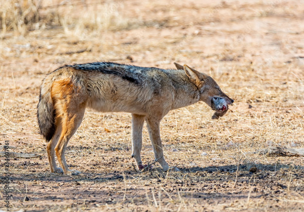 Fototapeta premium Black-backed Jackal With Kill