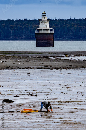 Digging clams at low tide