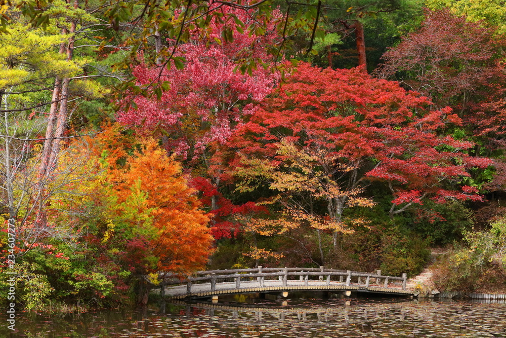 六甲山の美しい紅葉 Stock Photo | Adobe Stock