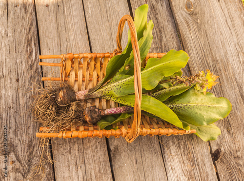 Fototapeta Naklejka Na Ścianę i Meble -  Pineapple lily (Eucomis)  on a wooden background
