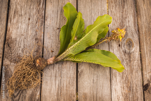 Fototapeta Naklejka Na Ścianę i Meble -  Pineapple lily (Eucomis)  on a wooden background