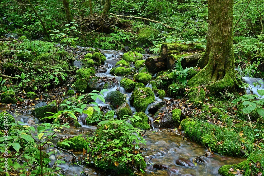 Fototapeta premium 尚仁沢湧水群の情景＠栃木