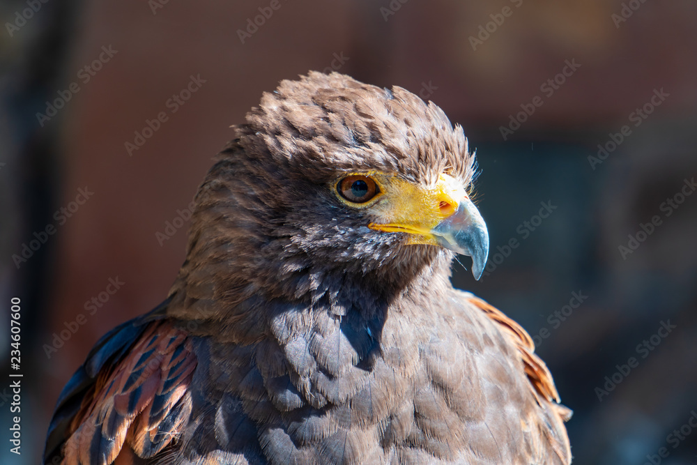 Fototapeta premium Greifvogel