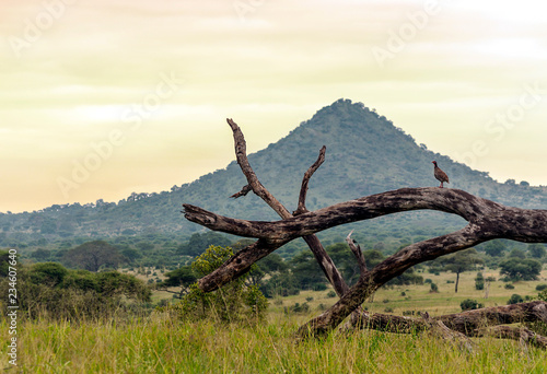 Landscape in Kenya on a cloudy day