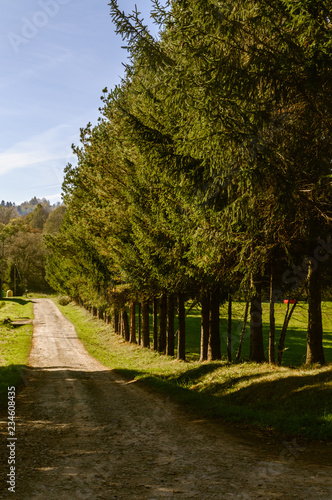 Bieszczady Mountains, Polana, Poland. Row of trees near Orthodox church in small village in sunny day.