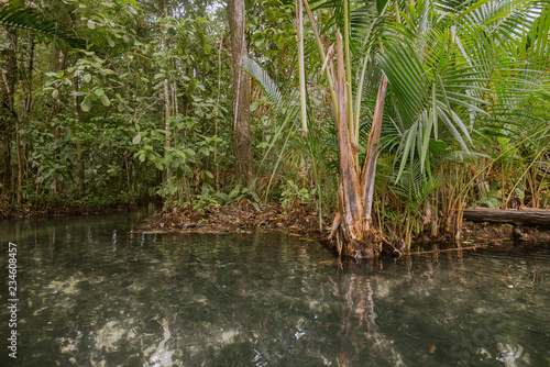 View of the bush in wetlands and reflection in the water