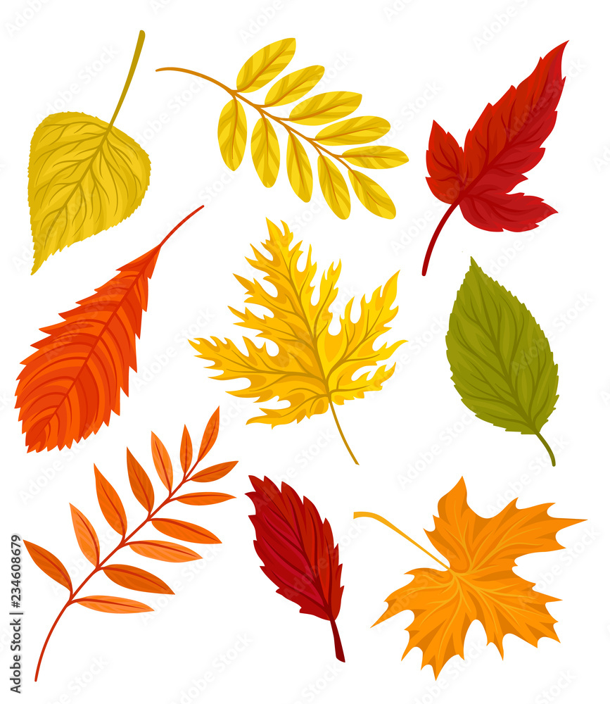 Naklejka premium Collection of beautiful colourful autumn leaves vector Illustration on a white background