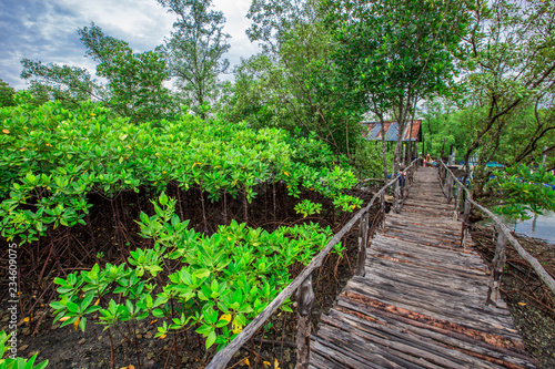 The background of the wooden bridge that walks the mangrove forest, the bridge wallpaper is surrounded by green nature, is a beautiful ecology.