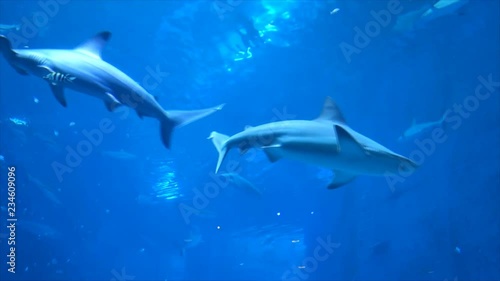close up of big shark in an aquarium 