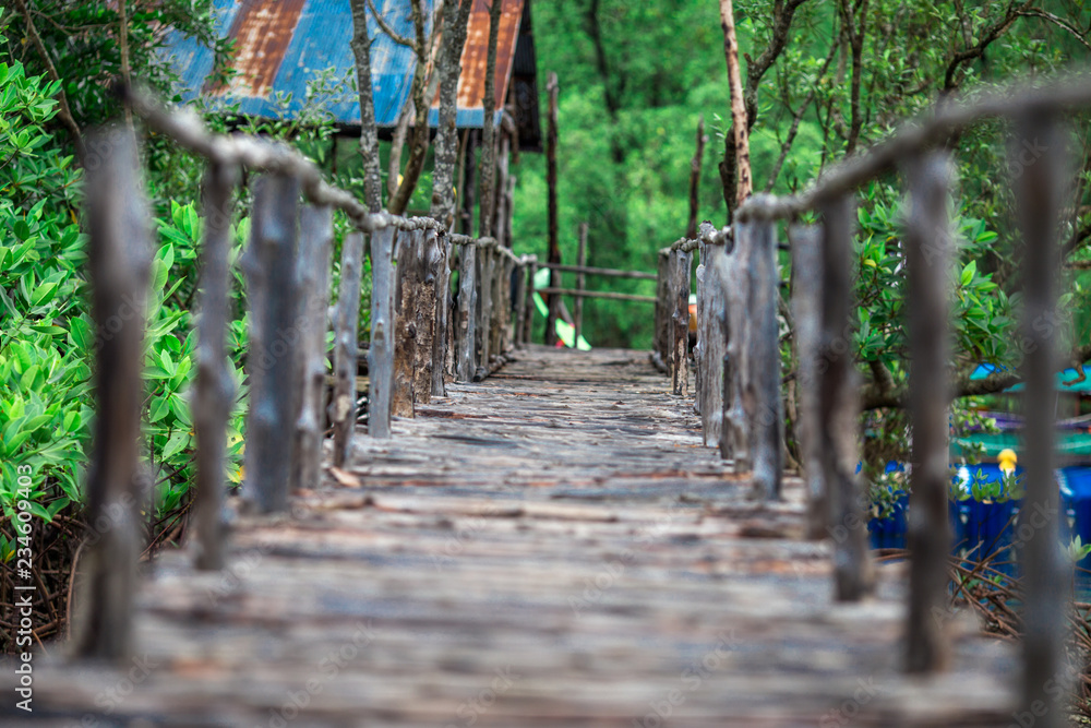 The background of the wooden bridge that walks the mangrove forest, the bridge  wallpaper is surrounded by green nature, is a beautiful ecology. Stock  Photo | Adobe Stock