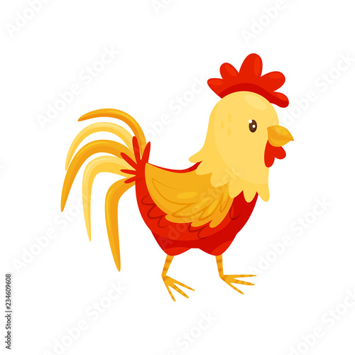Flat vector icon of rooster with red-orange feathers, big scallop and lush tail. Domestic fowl. Farm animal