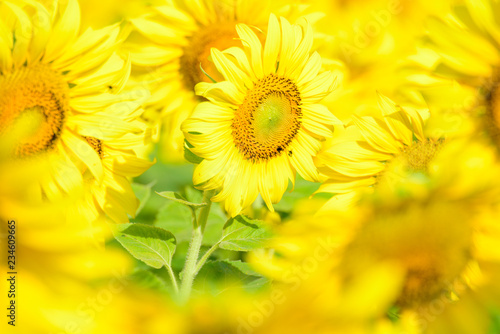 yellow sunflowers on green background
