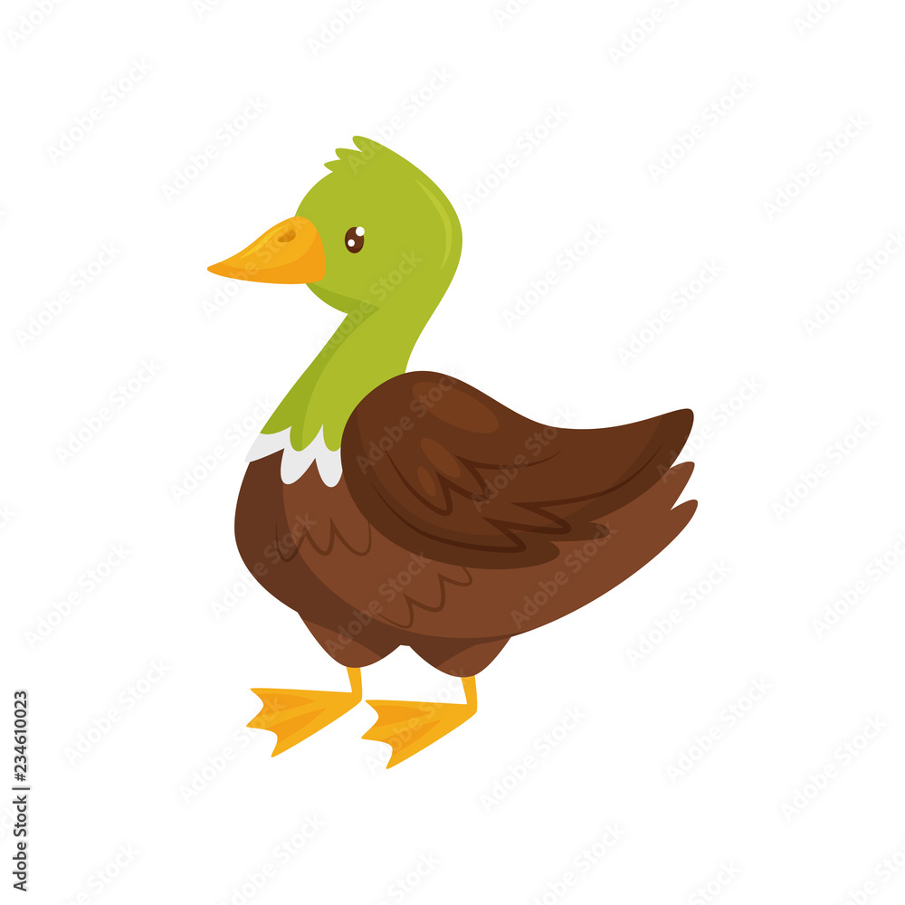 Duck with green head and brown body. Farm bird. Domestic fowl. Poultry farming. Flat vector design Duck with green head and brown body. Farm bird. Domestic fowl. Poultry farming. Flat vector design
