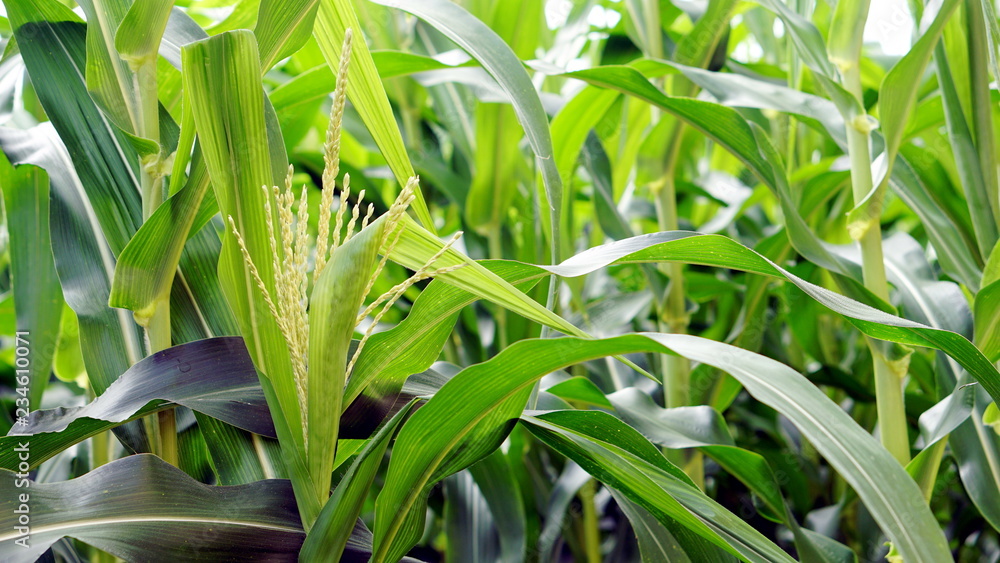 Obraz premium Corn farm. The yellow sweet corns or maizes, the large grain plant.