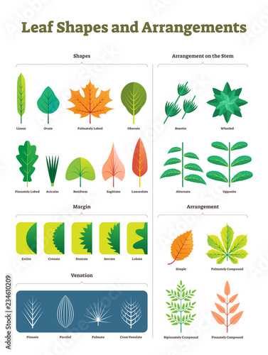Leaf shapes complex vector illustration. Biological characteristic division