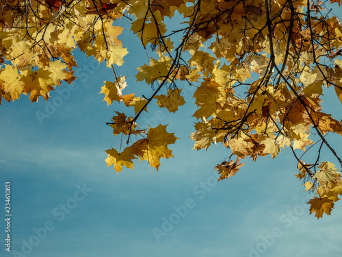 Branch with yellow leaves against blue sky with clouds at autumn sunny day