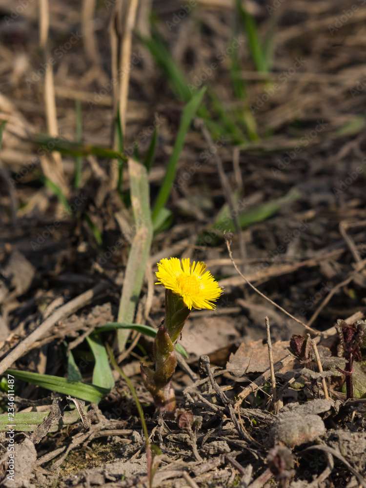 Flower in early spring, blooming coltsfoot, tussilago farfara, macro with bokeh background selective focus, shallow DOF Flower in early spring, blooming coltsfoot, tussilago farfara, macro with bokeh background selective focus, shallow DOF