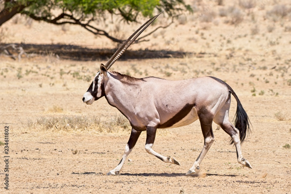 Oryx running Oryx running