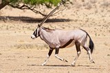Oryx running