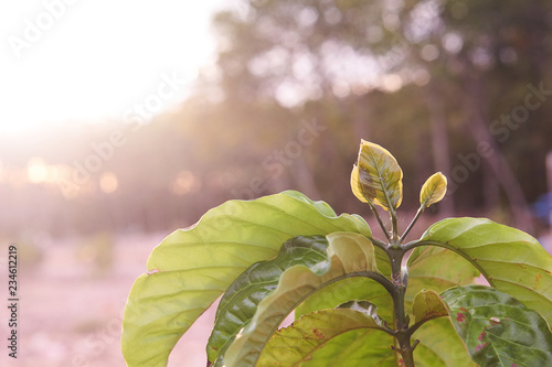 Fotografia Robusta coffee trees in the garden, coffee plantation