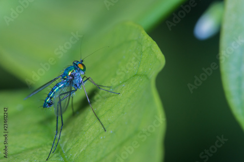 Wallpaper Mural long-legged fly on green leaf/Dolichopodidae Torontodigital.ca