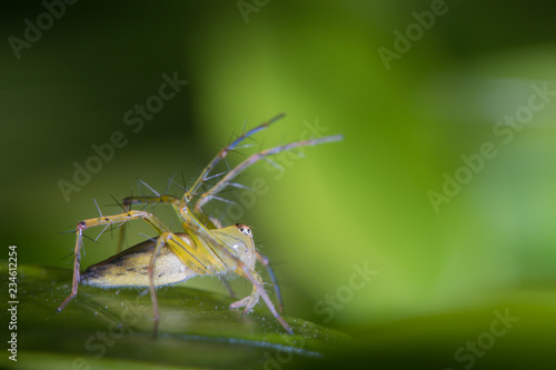 lynx spider on green leaf/female spider