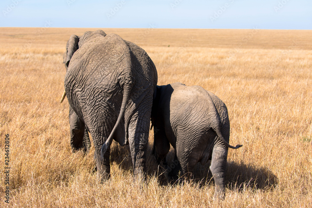 Fototapeta premium Elefantenmutter mit Baby im Wüstengras