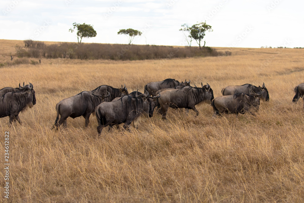Gnuherde, Große Migration, Massai Mara Gnuherde, Große Migration, Massai Mara