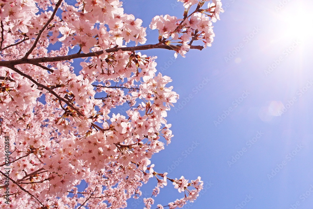 桜の花　ソメイヨシノ