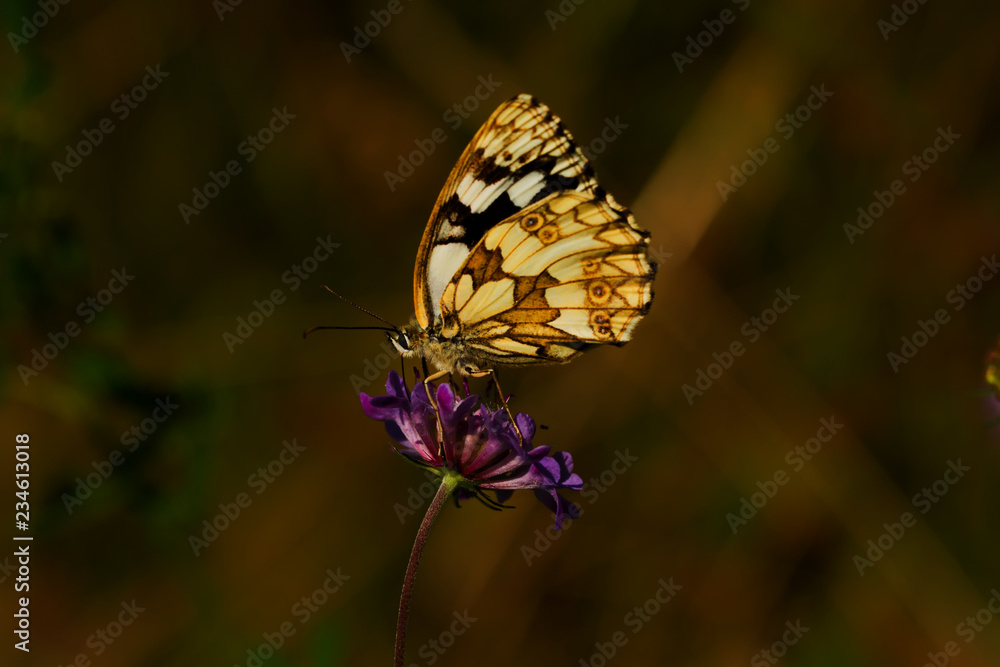 Fototapeta premium Schachbrett