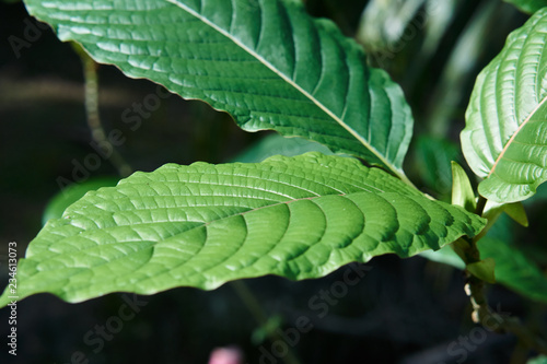 Kratom or Mitragyna speciosa in the tropical evergreen tree. It's in the coffee family and can used in traditional medicine but minor side effects may include nausea, vomiting, and constipation.
